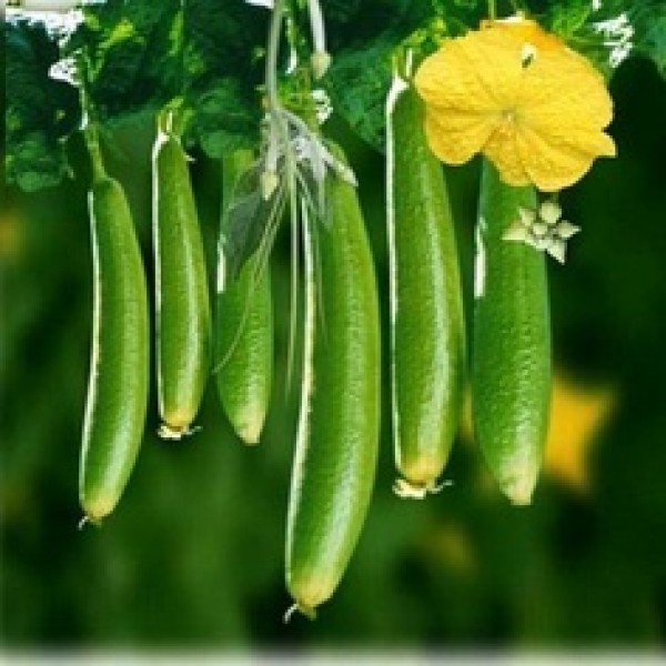Sponge Gourd (Ghia) F1 Hybrid Komal Seeds buy online at plantsguru.com